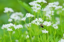Abeille butinant - pollinisation, coopération