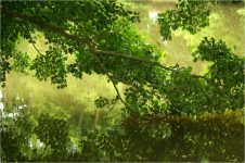 Forêt et étang - méditation